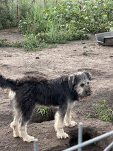 HELENE, Hund, Herdenschutzhund in Rumänien - Bild 9