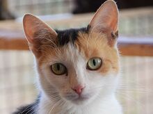 BALI, Katze, Europäisch Kurzhaar in Ungarn - Bild 1