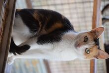 BALI, Katze, Europäisch Kurzhaar in Ungarn - Bild 2