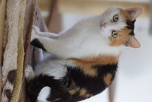 BALI, Katze, Europäisch Kurzhaar in Ungarn - Bild 3