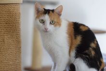 BALI, Katze, Europäisch Kurzhaar in Ungarn - Bild 4