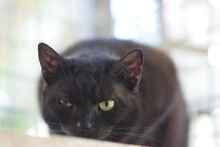 BELLA, Katze, Europäisch Kurzhaar in Ungarn - Bild 2