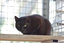 BELLA, Katze, Europäisch Kurzhaar in Ungarn - Bild 3