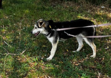 BALTO, Hund, Mischlingshund in Borna - Bild 1