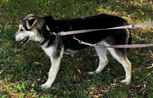 BALTO, Hund, Mischlingshund in Borna - Bild 10