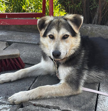 BALTO, Hund, Mischlingshund in Borna - Bild 2