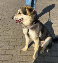 BALTO, Hund, Mischlingshund in Borna - Bild 3