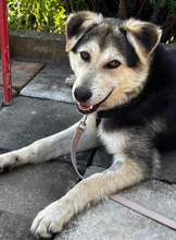 BALTO, Hund, Mischlingshund in Borna - Bild 4