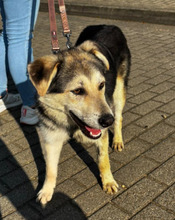 BALTO, Hund, Mischlingshund in Borna - Bild 5