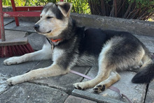 BALTO, Hund, Mischlingshund in Borna - Bild 6