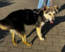 BALTO, Hund, Mischlingshund in Borna - Bild 7