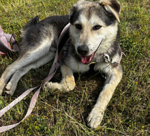 BALTO, Hund, Mischlingshund in Borna - Bild 8