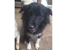 SURYA, Hund, Mischlingshund in Rumänien - Bild 2