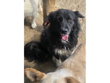 SURYA, Hund, Mischlingshund in Rumänien - Bild 3