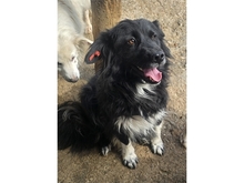 SURYA, Hund, Mischlingshund in Rumänien - Bild 4