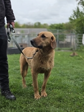 BAILEY, Hund, Kangal- Bracke Mischling in Neusitz - Bild 1