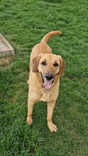 BAILEY, Hund, Kangal- Bracke Mischling in Neusitz - Bild 10