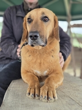 BAILEY, Hund, Kangal- Bracke Mischling in Neusitz - Bild 2