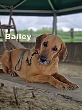 BAILEY, Hund, Kangal- Bracke Mischling in Neusitz - Bild 3