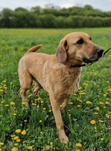 BAILEY, Hund, Kangal- Bracke Mischling in Neusitz - Bild 4
