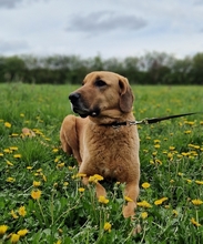BAILEY, Hund, Kangal- Bracke Mischling in Neusitz - Bild 5