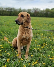 BAILEY, Hund, Kangal- Bracke Mischling in Neusitz - Bild 6