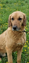 BAILEY, Hund, Kangal- Bracke Mischling in Neusitz - Bild 7