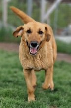 BAILEY, Hund, Kangal- Bracke Mischling in Neusitz - Bild 8