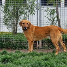 BAILEY, Hund, Kangal- Bracke Mischling in Neusitz - Bild 9
