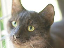 SANDY, Katze, Europäisch Kurzhaar in Ungarn - Bild 1