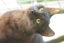 SANDY, Katze, Europäisch Kurzhaar in Ungarn - Bild 2