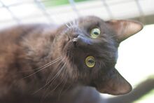 SANDY, Katze, Europäisch Kurzhaar in Ungarn - Bild 3