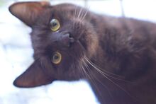 SANDY, Katze, Europäisch Kurzhaar in Ungarn - Bild 4