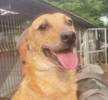 BINGO, Hund, Mischlingshund in Rumänien - Bild 1