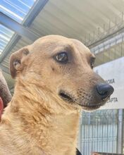 BINGO, Hund, Mischlingshund in Rumänien - Bild 2