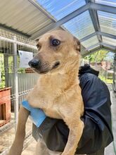 BINGO, Hund, Mischlingshund in Rumänien - Bild 3