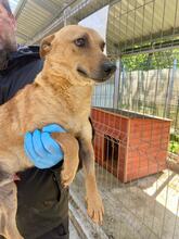 BINGO, Hund, Mischlingshund in Rumänien - Bild 4