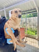 BINGO, Hund, Mischlingshund in Rumänien - Bild 5
