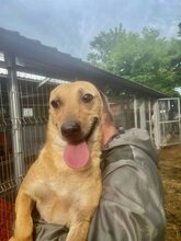BINGO, Hund, Mischlingshund in Rumänien - Bild 6