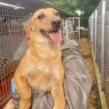 BINGO, Hund, Mischlingshund in Rumänien - Bild 7