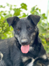 BOURBON, Hund, Mischlingshund in Rumänien - Bild 1