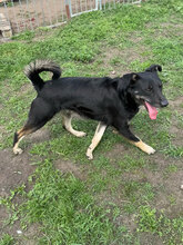 BOURBON, Hund, Mischlingshund in Rumänien - Bild 10