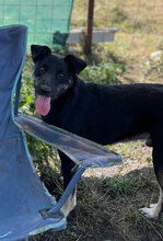 BOURBON, Hund, Mischlingshund in Rumänien - Bild 2