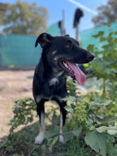 BOURBON, Hund, Mischlingshund in Rumänien - Bild 4