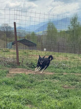 BOURBON, Hund, Mischlingshund in Rumänien - Bild 5
