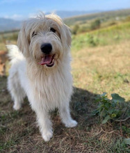 IVY, Hund, Herdenschutzhund in Rumänien - Bild 1