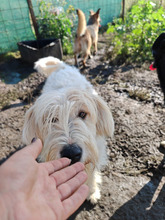 IVY, Hund, Herdenschutzhund in Rumänien - Bild 10