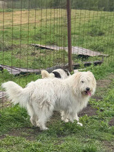 IVY, Hund, Herdenschutzhund in Rumänien - Bild 11