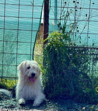 IVY, Hund, Herdenschutzhund in Rumänien - Bild 12