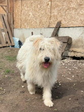 IVY, Hund, Herdenschutzhund in Rumänien - Bild 13